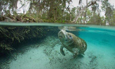 Manatee in a river in Florida.