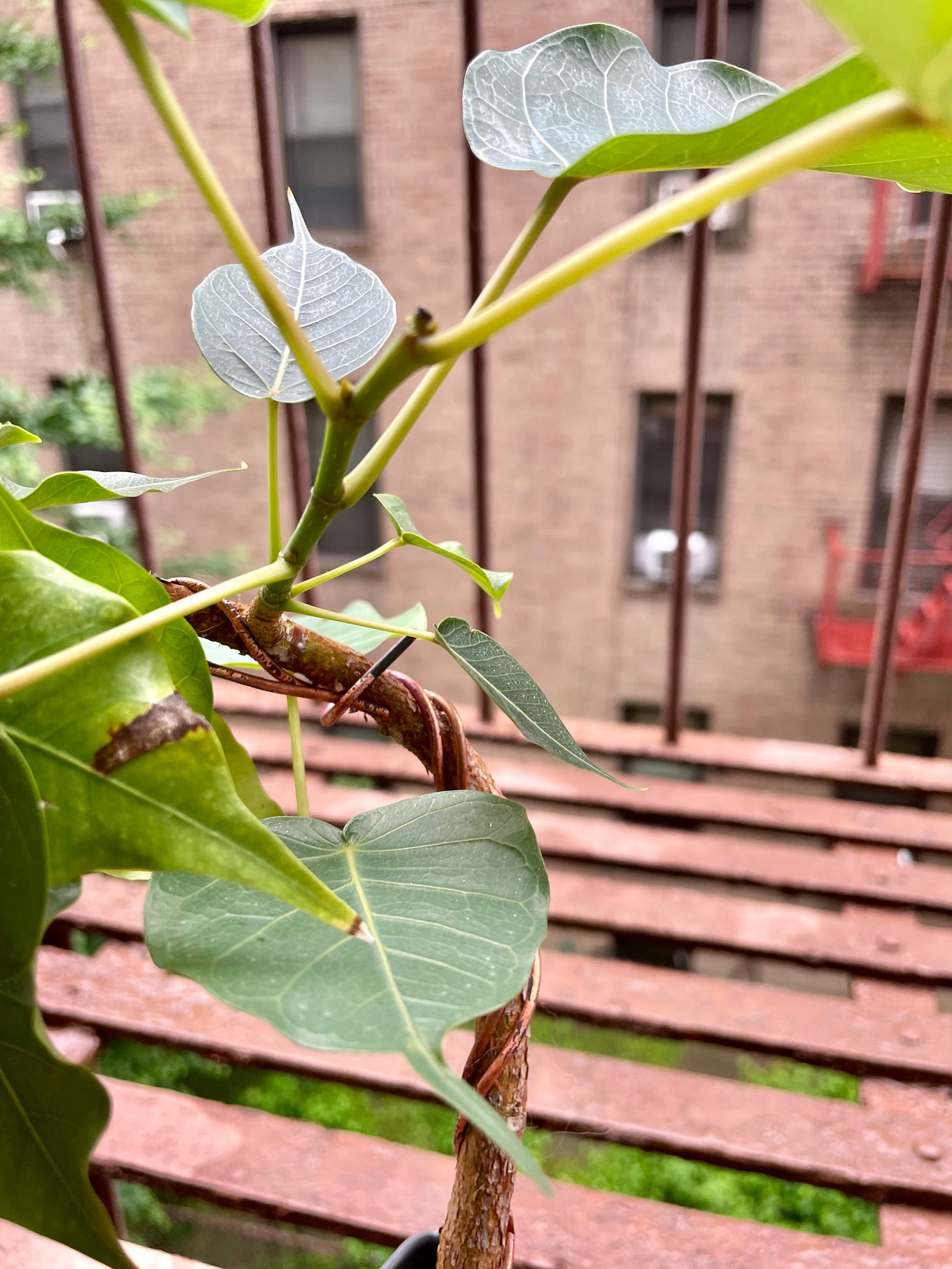 ID: Photo of the ficus showing its second branch.