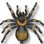 The Spider's avatar