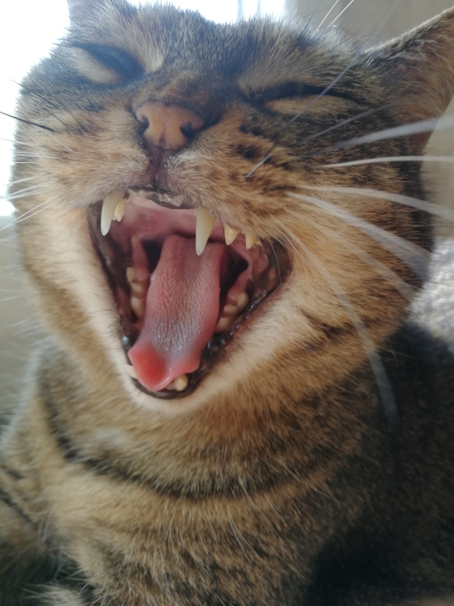 cat yawning teeth