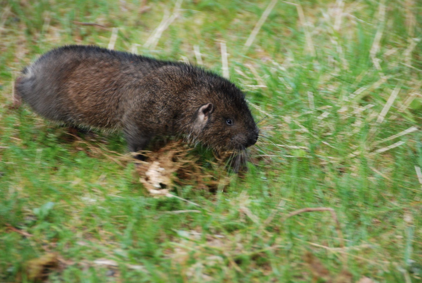Mountain Beaver - Oregon Caves National Monument & Preserve (U.S. National  Park Service)