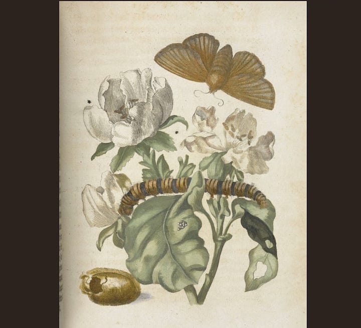 The Jungle Fruits and Insects of Maria Sibylla Merian