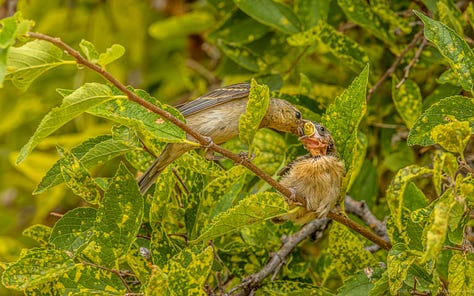 The female Lazuli Bunting arrives with a large, green grasshopper and then feeds it to her smallest fledgling.