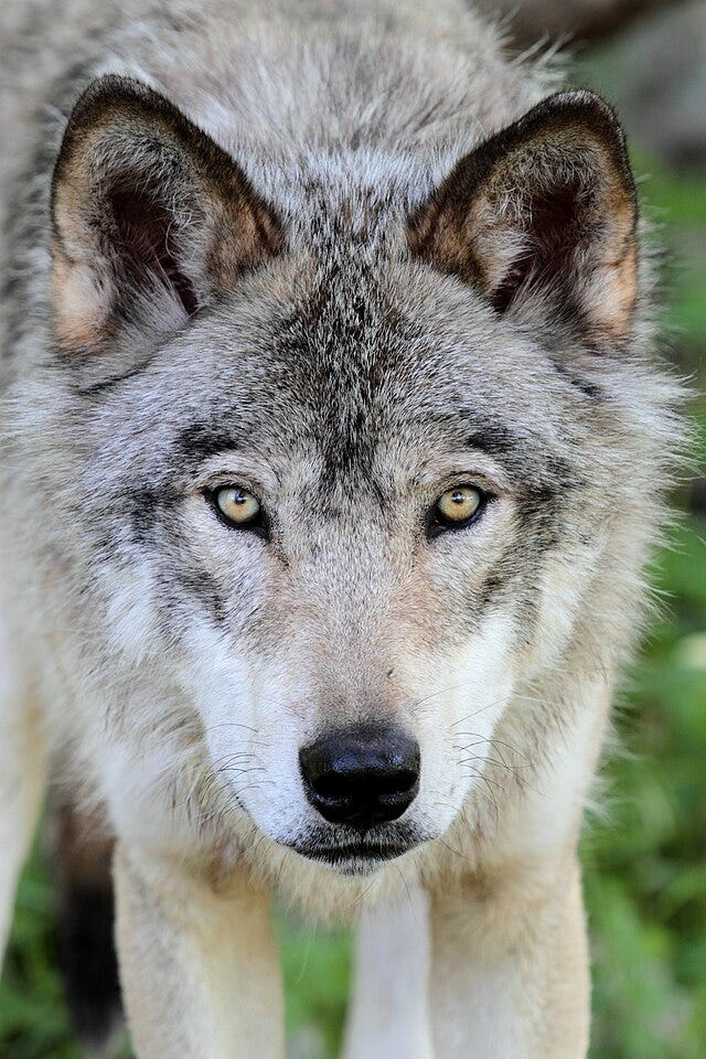 Gray wolf face Gray wolf face