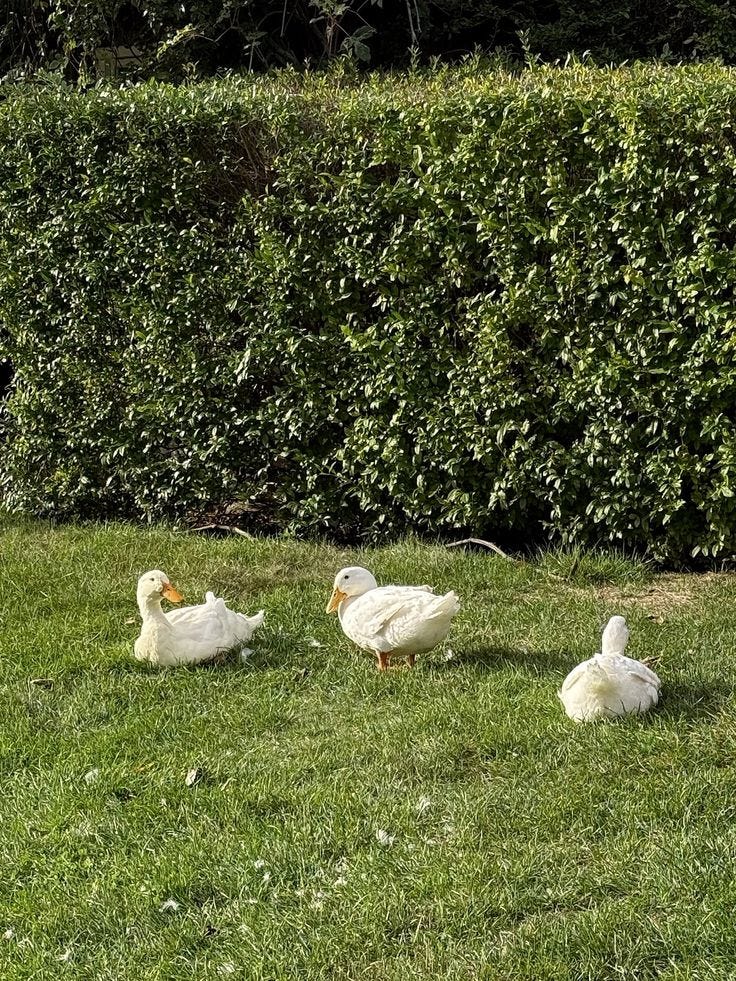 This may contain: three ducks are walking in the grass near some hedges and bushes, while one duck is sitting on the ground This may contain: three ducks are walking in the grass near some hedges and bushes, while one duck is sitting on the ground