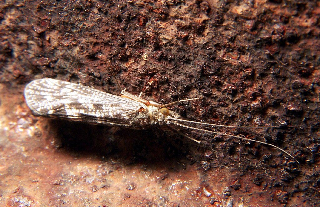 caddisfly caddisfly