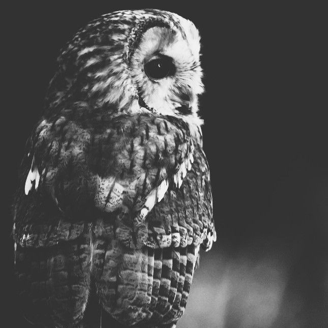 The Wild Meadow Gnosis