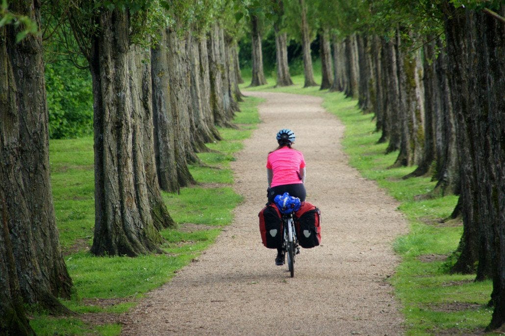 Tree-lined path Tree-lined path