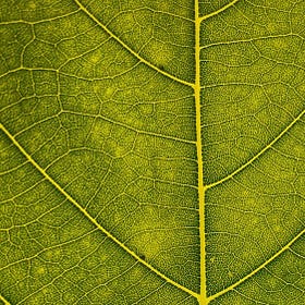 Between Our Steps: Leafing Out