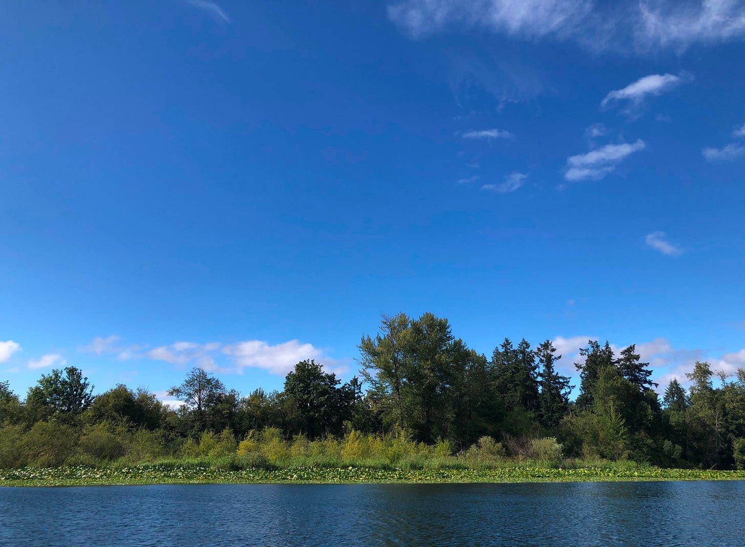 A line of trees over the edge of a lake. There are water lillies in the lake and bright blue sky above.