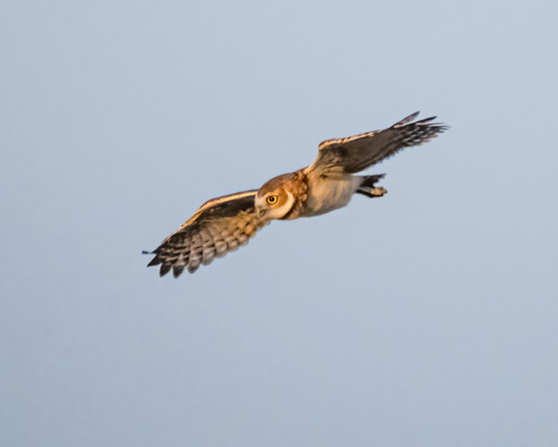 20250811-BurrowingOwl-478-Edit.jpg