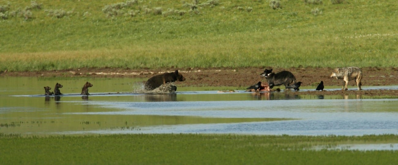 Bears and wolves
