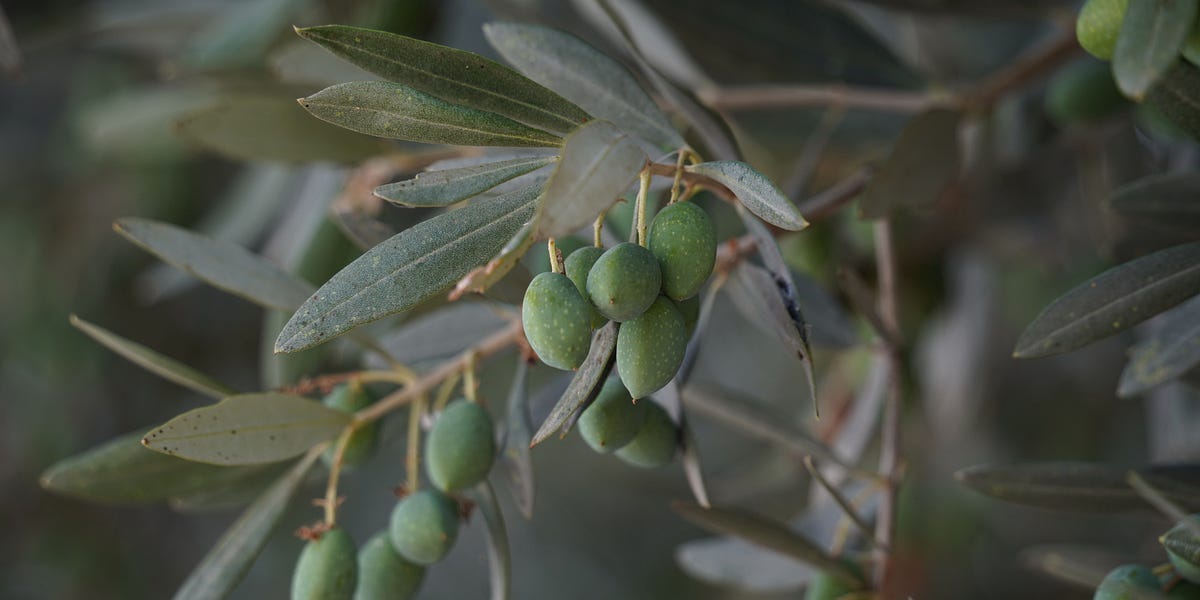 Picking olives in Israel and Palestine, Part 1