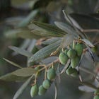 Picking olives in Israel and Palestine, Part 1