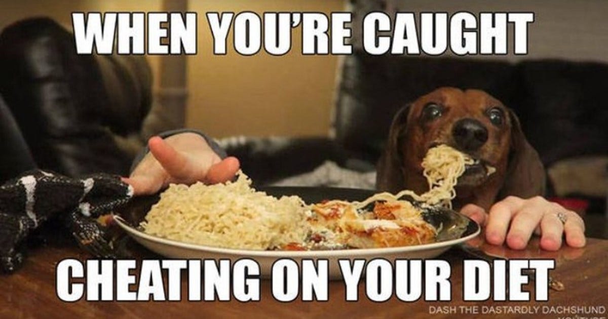 14 Animals Who Got Caught Cheating On Their Diet (Memes) - I Can Has Cheezburger? 14 Animals Who Got Caught Cheating On Their Diet (Memes) - I Can Has Cheezburger?
