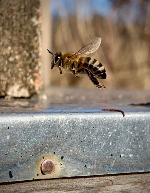 a photo of a honey bee mid-flight and a photo of a rolling December tide