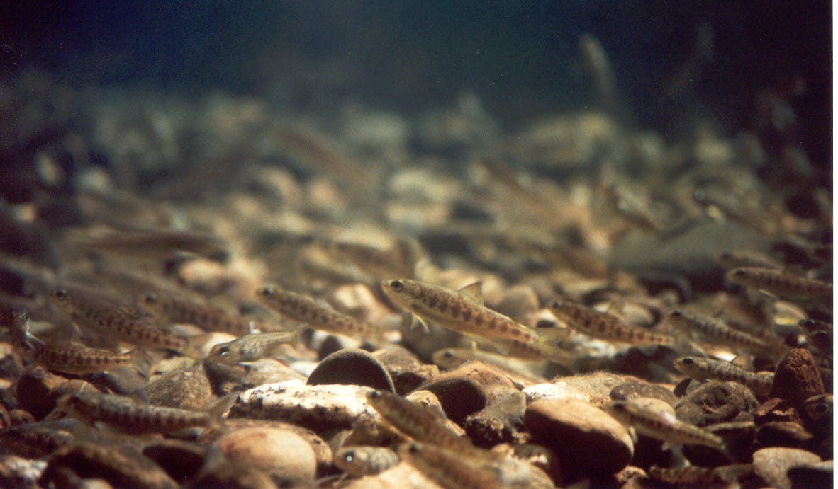 A large group of salmon fry—small, young fish—swim just above a gravel riverbed. Their tiny, slender bodies are speckled with faint markings, and they blend into the brown and tan stones beneath them. A large group of salmon fry—small, young fish—swim just above a gravel riverbed. Their tiny, slender bodies are speckled with faint markings, and they blend into the brown and tan stones beneath them.