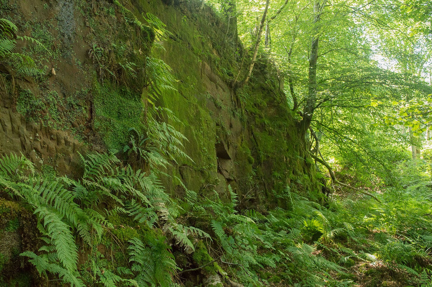 rockface in woods