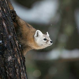 2024: A Year at LettsSafari - Building a Silent Rewilding Movement