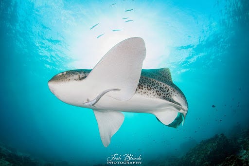 Leopard shark Leopard shark