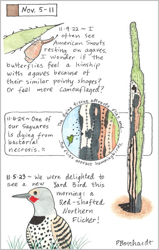 Perpetual Journal, week of Nov. 5-11: Saguaro with Bacterial Necrosis (2024); Red-shafted Northern Flicker (2023); American Snout on Agave (2022) Perpetual Journal, week of Nov. 5-11: Saguaro with Bacterial Necrosis (2024); Red-shafted Northern Flicker (2023); American Snout on Agave (2022)