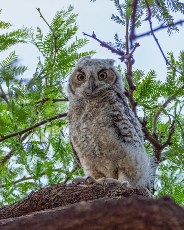 20260503-owl-32-Edit.jpg 20260503-owl-32-Edit.jpg