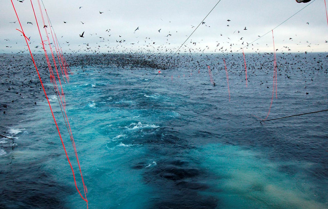 Seabirds behind fishing boat.