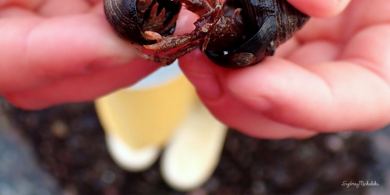 Crabby Neighbors