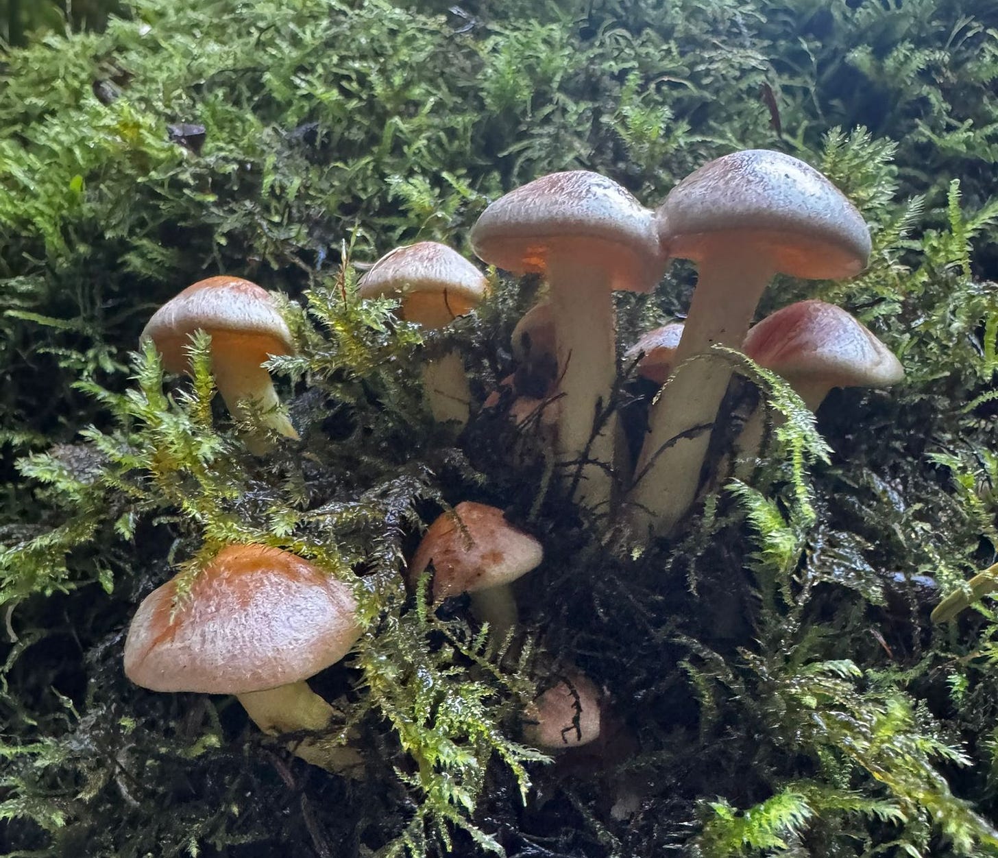 Mushrooms sprouting out of a mossy log