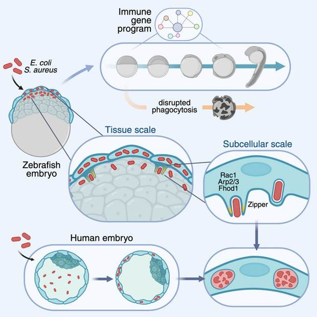 Diagram of a cell life cycle

AI-generated content may be incorrect.