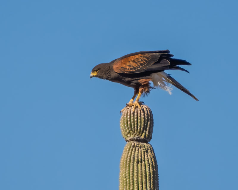 20260305-HH-99-Edit.jpg 20260305-HH-99-Edit.jpg