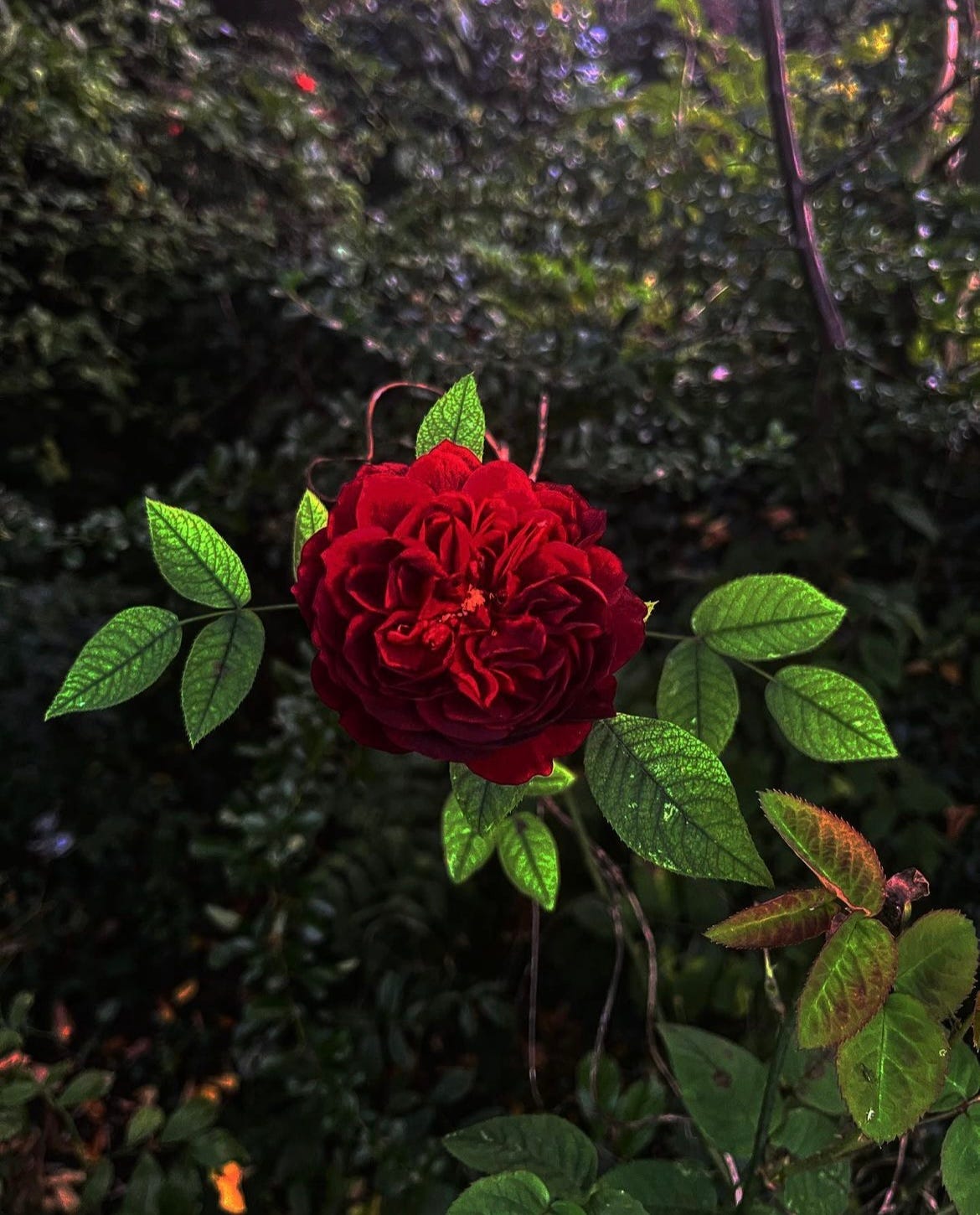 Red Rose