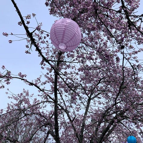 Tualatin reserve, State of Oregon, Cherry Blossoms