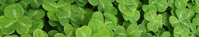 shamrock shamrock