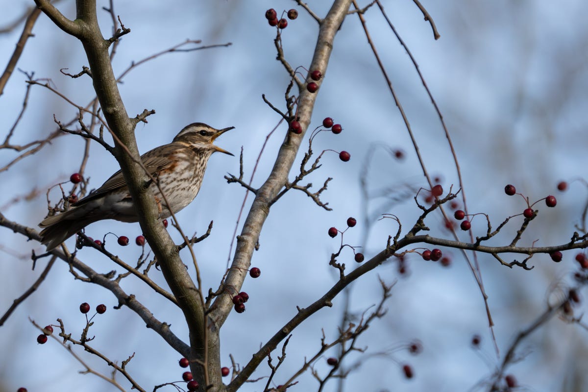 A speckled thrush sits in a berry tree with its beak wide open A speckled thrush sits in a berry tree with its beak wide open