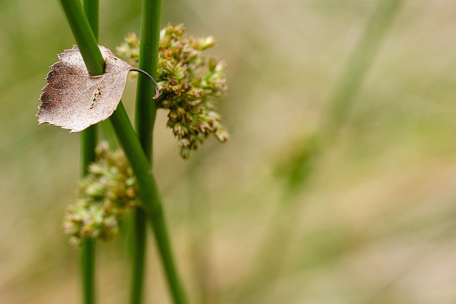 A single dry brown birch leaf pierced and suspended by a stem of green soft rush, with further stems and flowers blurred behind