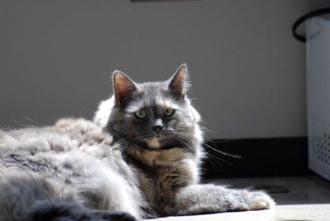 Aria_In_Sunbeam_Cats_Like_Sunbeams Aria_In_Sunbeam_Cats_Like_Sunbeams