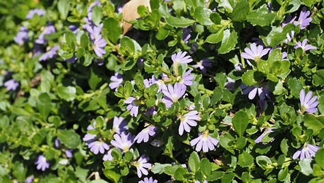 gallery of plants