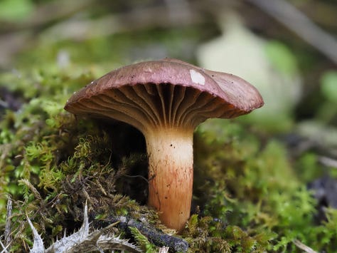 Chroogomphus rutilus