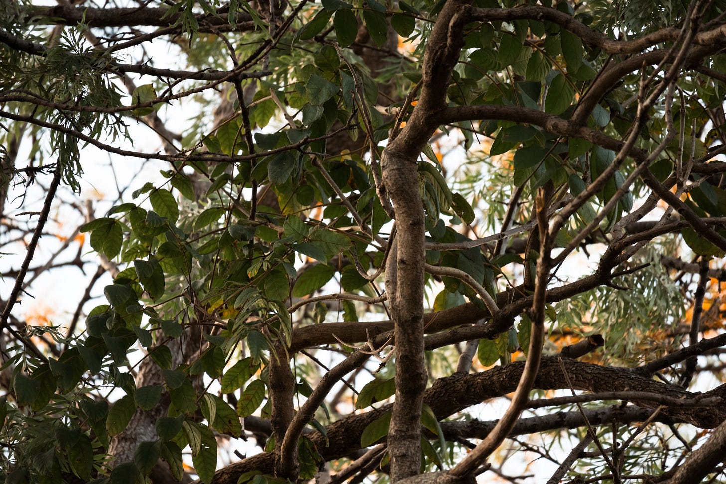 Tree Branches and Leaves in Nature