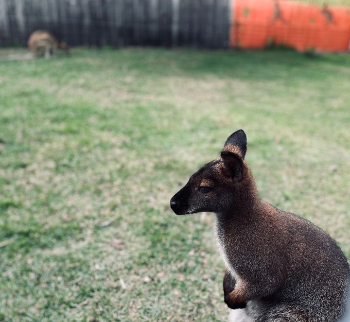 liger, tiger, lion, bear, peacock, wallaby, animals, pens