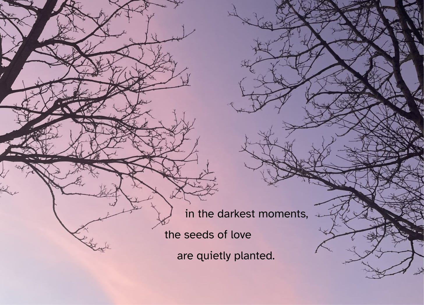 a pink and purple sky with dark outlines of branches, a text is overlaid "in the darkest moments, the seeds of love are quietly planted."