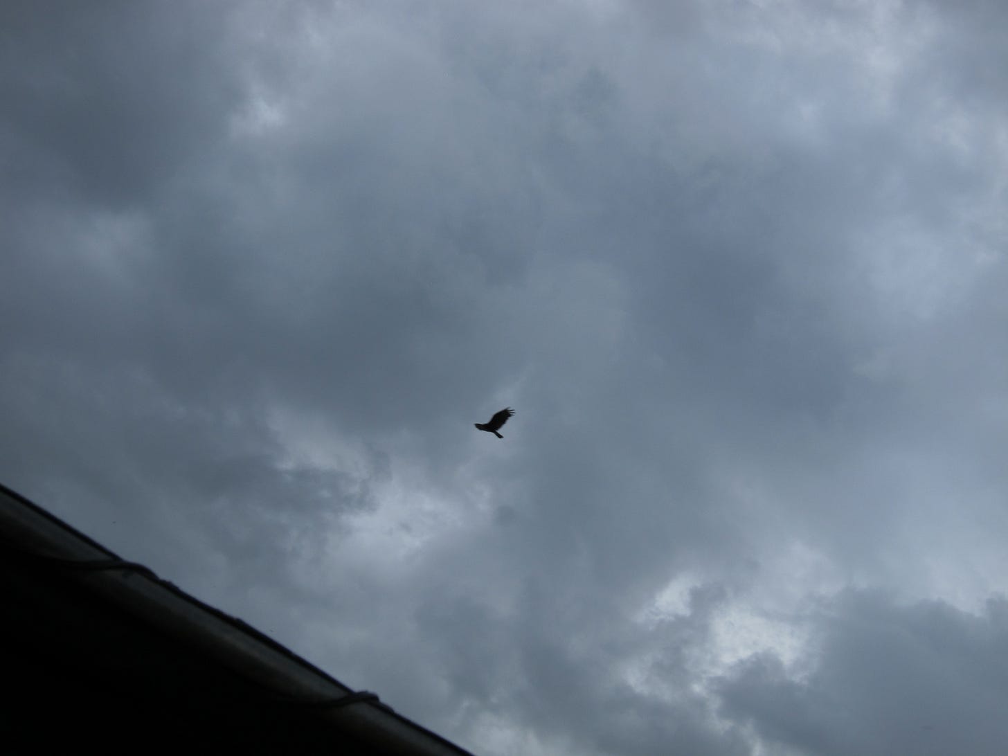 IMG_3746 IMG_3746