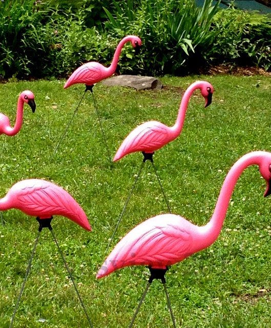flamingos flamingos