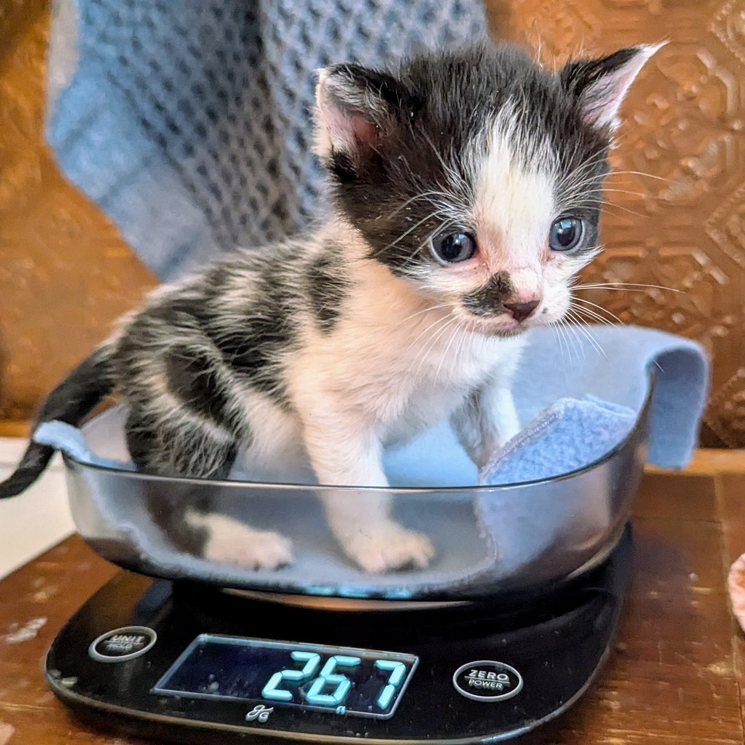 A very small black and white kitten on a kitchen scale.