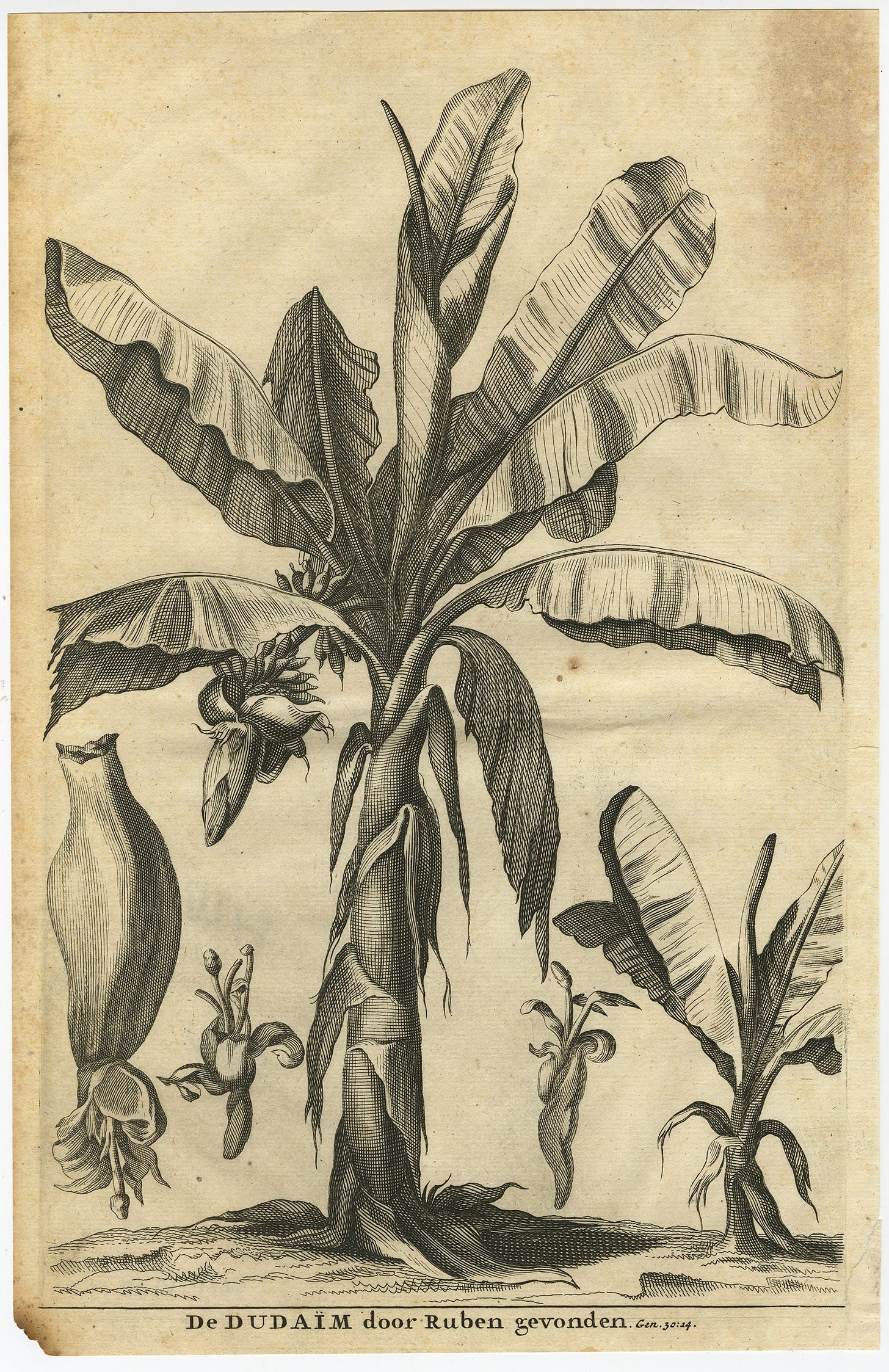 Antique Print of the Dudaim or Mandrake (1729)