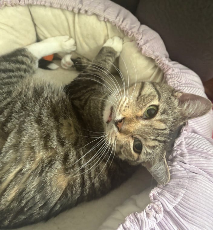 striped small brown and black cat lying in cat bed with paws sticking out looking up adorably striped small brown and black cat lying in cat bed with paws sticking out looking up adorably