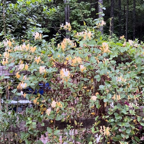 Scented flowers growing in my garden.