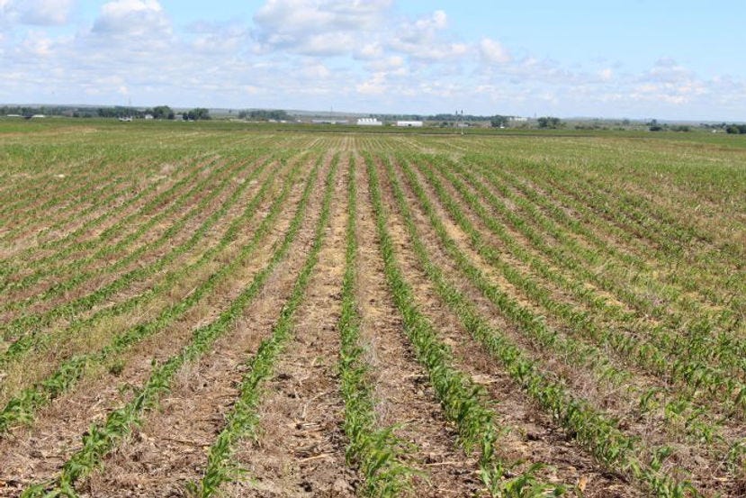 No-till corn field, Menoken Farm, North Dakota