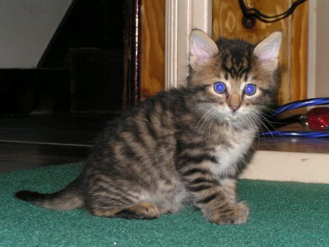 Chase_Kitten_Blue_Eyes_Cats'_Eyes_Glow Chase_Kitten_Blue_Eyes_Cats'_Eyes_Glow
